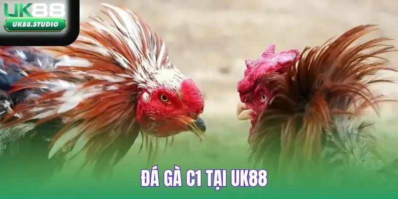 Đá Gà C1 tại UK88