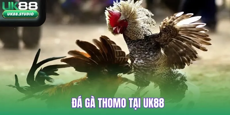 Đá Gà Thomo tại UK88